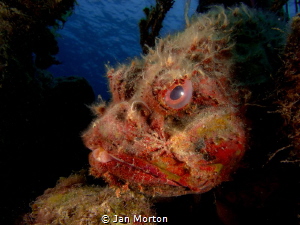 Scorpion Fish - James Bond Wreck Reef, Nassau, Bahamas.  ... by Jan Morton 